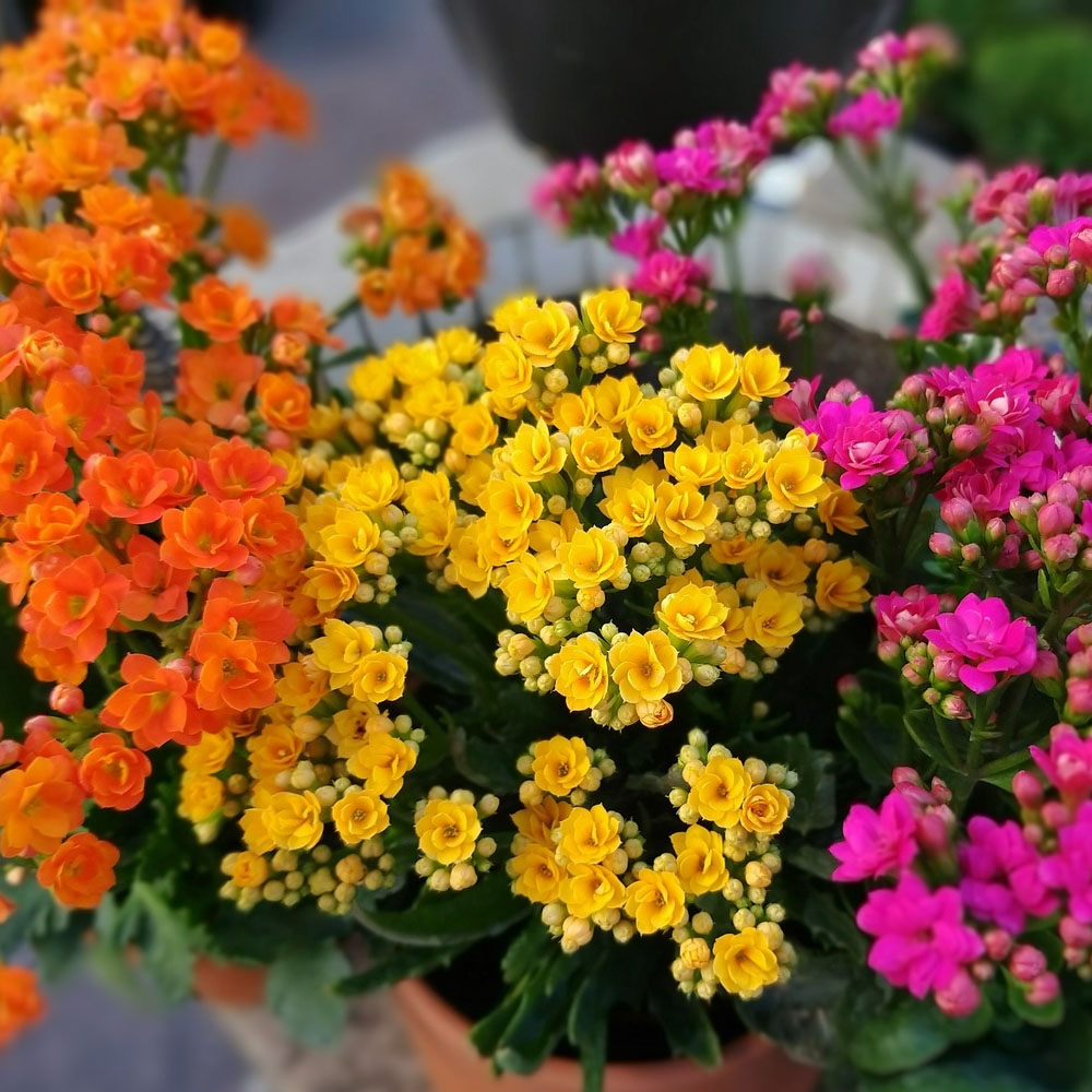 Kalanchoe Floral