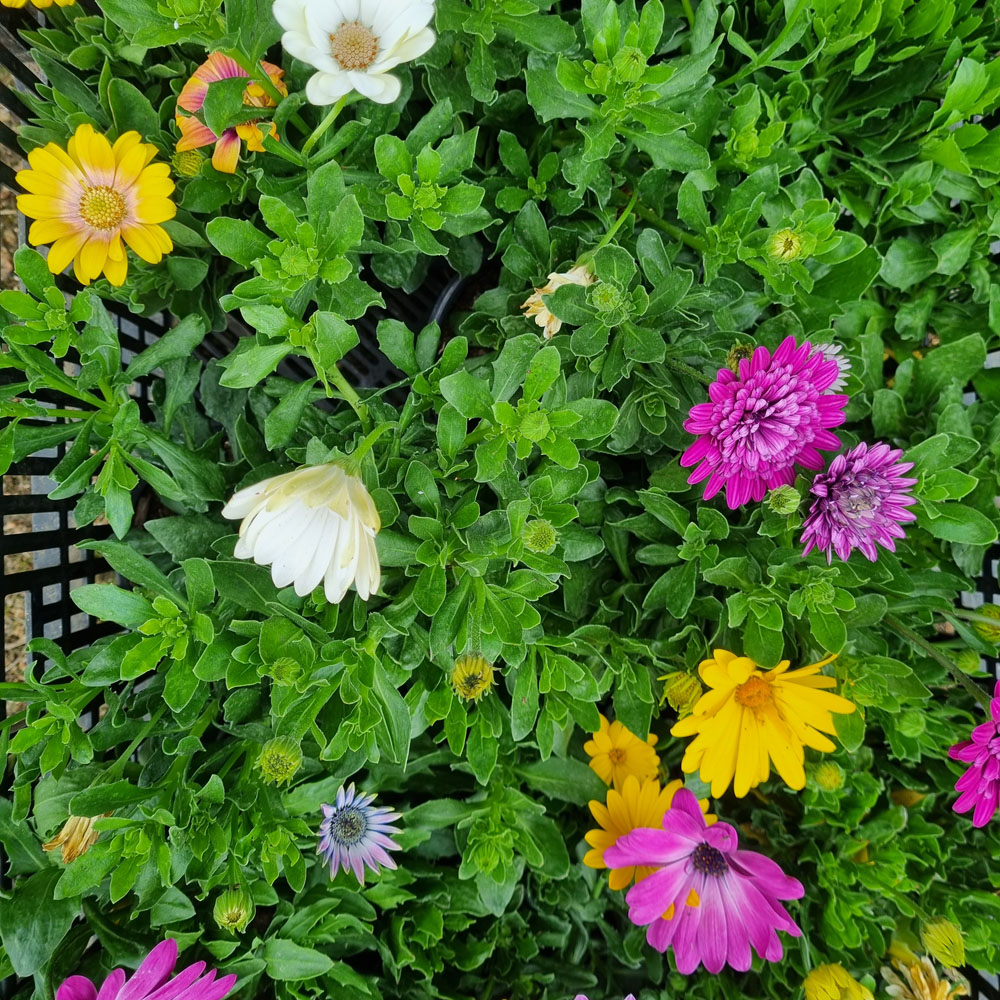 Osteospermum-Dimorphoteca