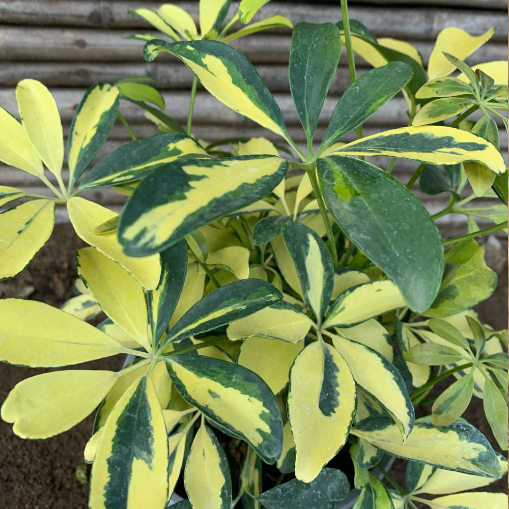 Schefflera