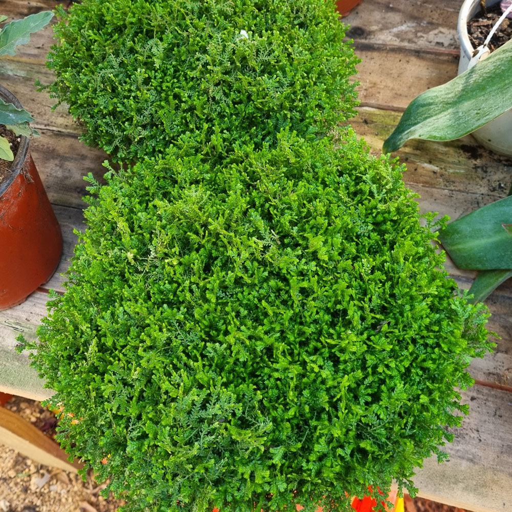 Helecho Selaginella Apoda
