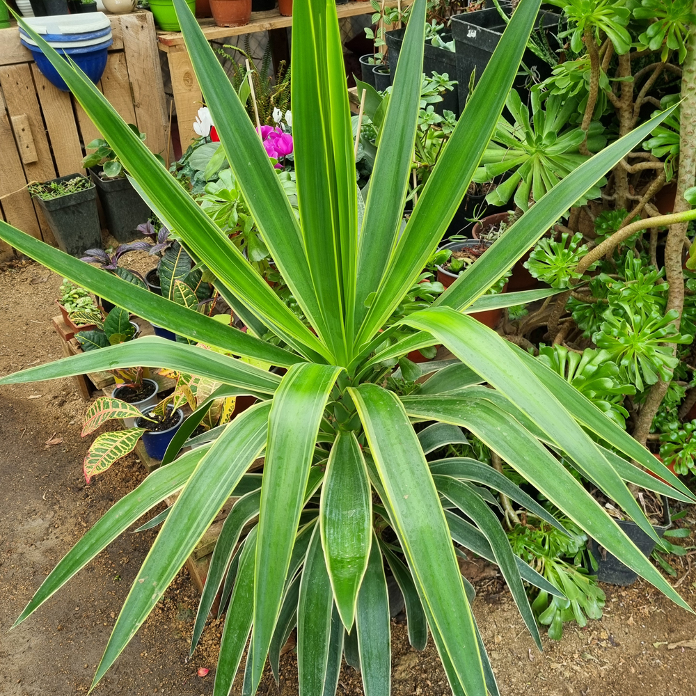 Yuca Variegada