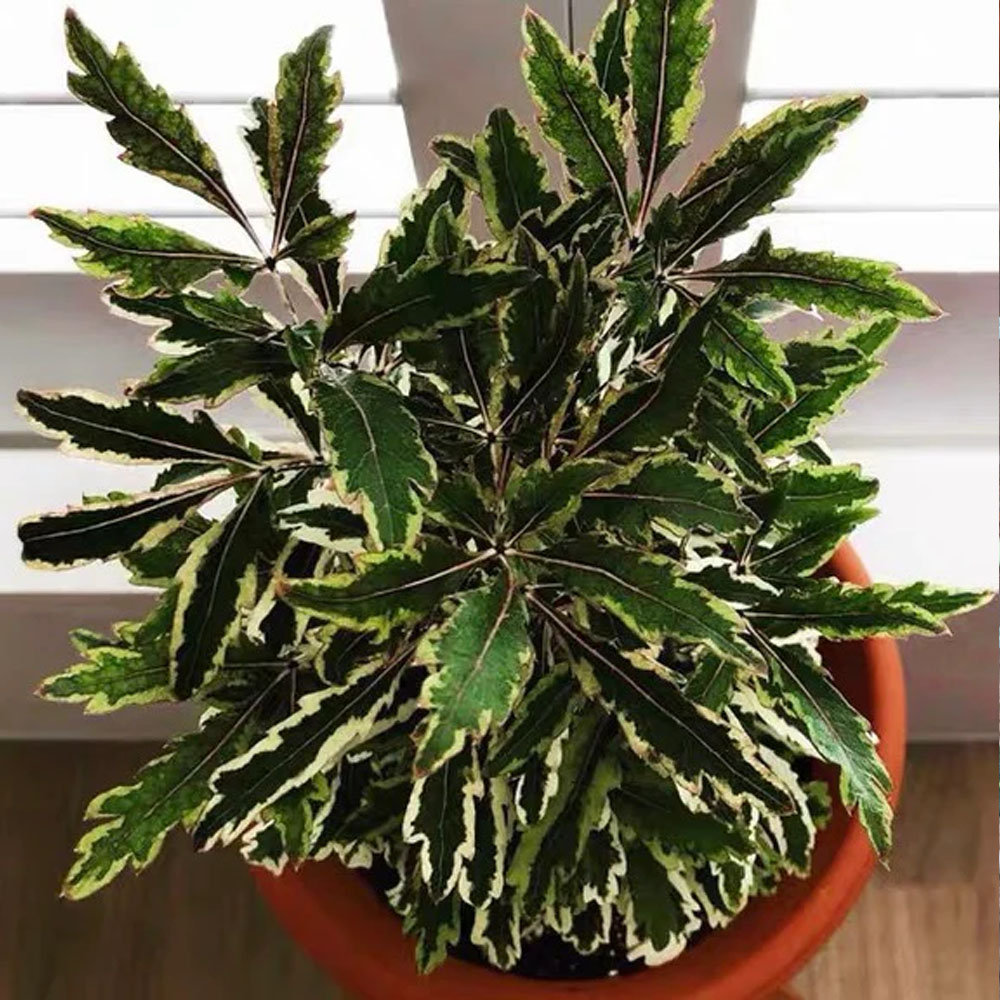 Aralia Elegantísima Variegada