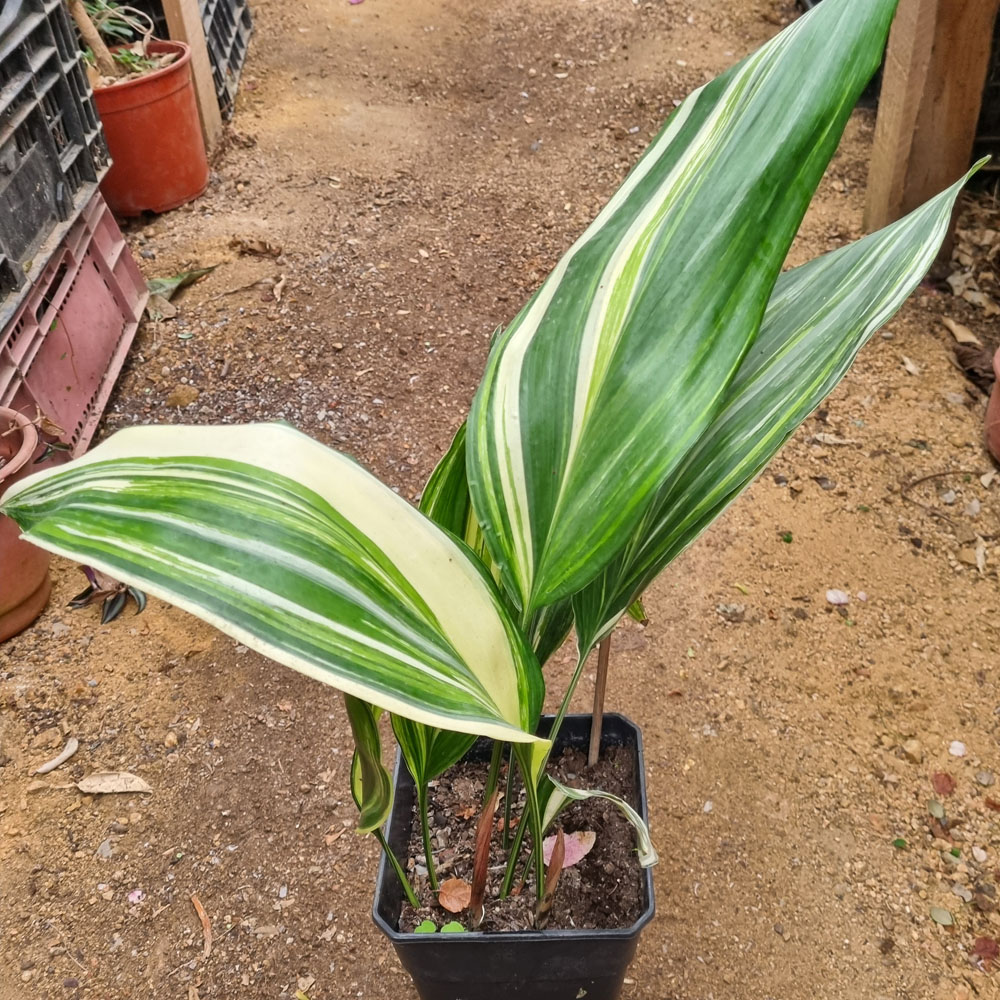 Aspidistra Variegada