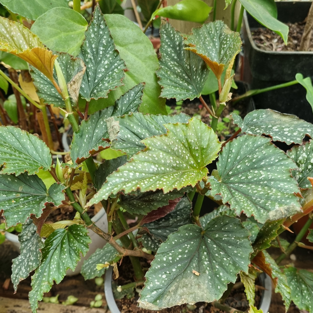 Begonia Alas de Ángel