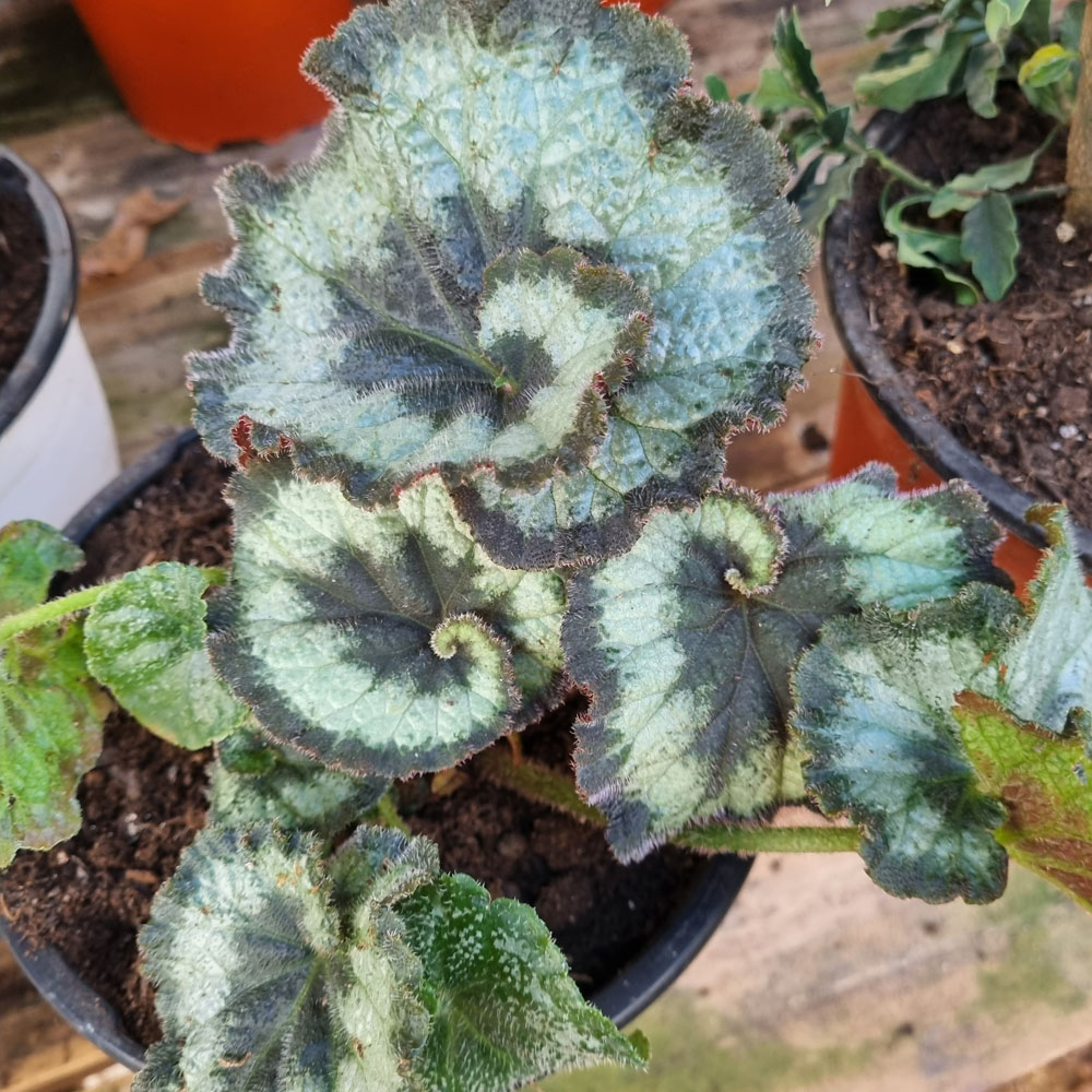 Begonia Caracol