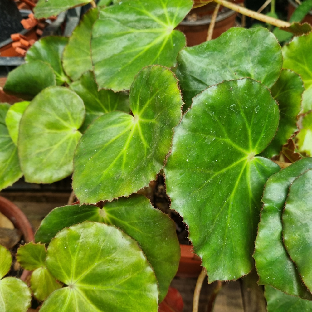Begonia Cuero