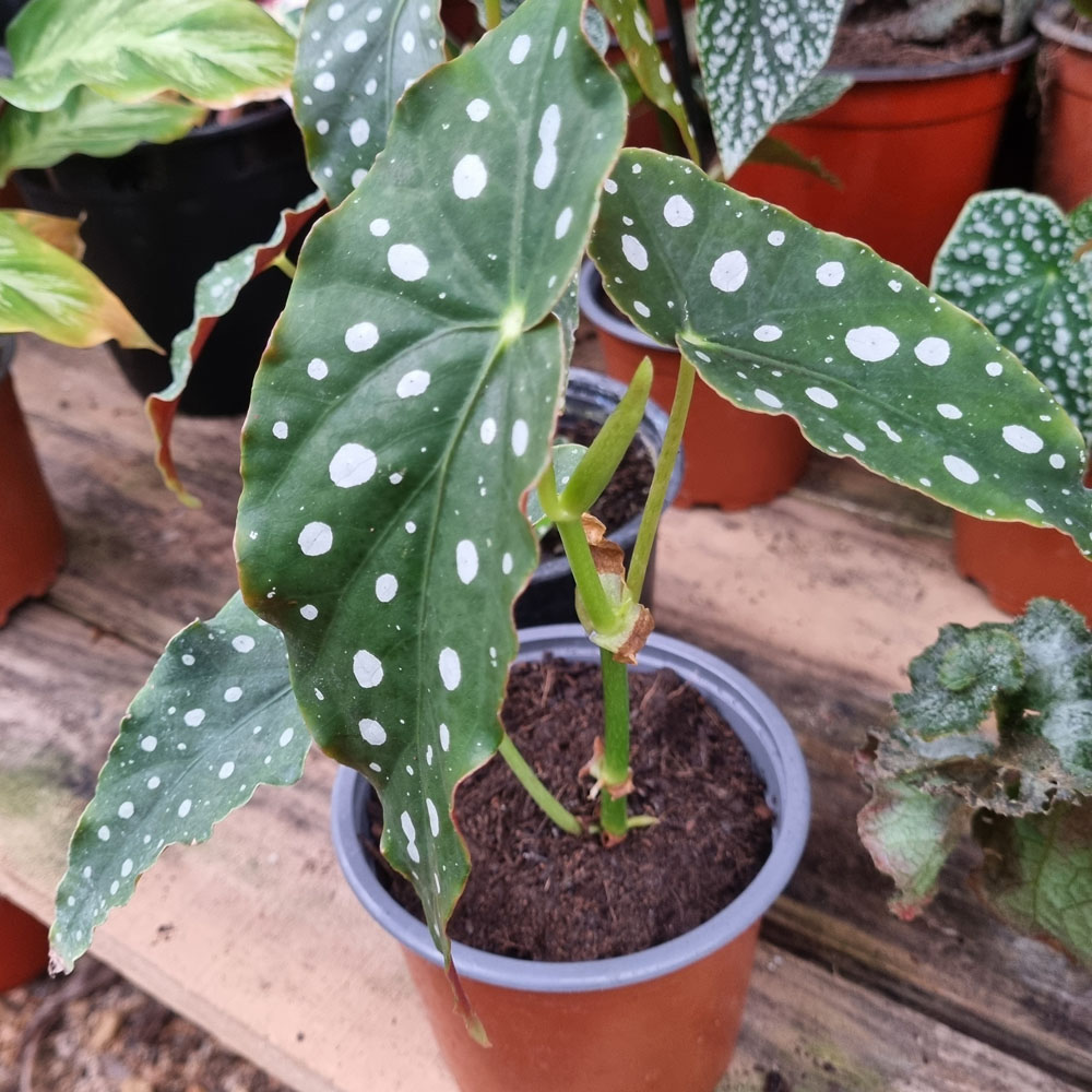 Begonia Maculata