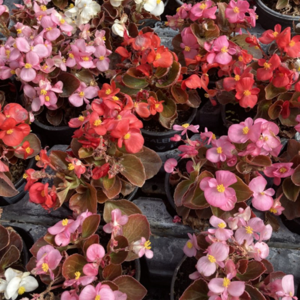 Begonia Porcelana