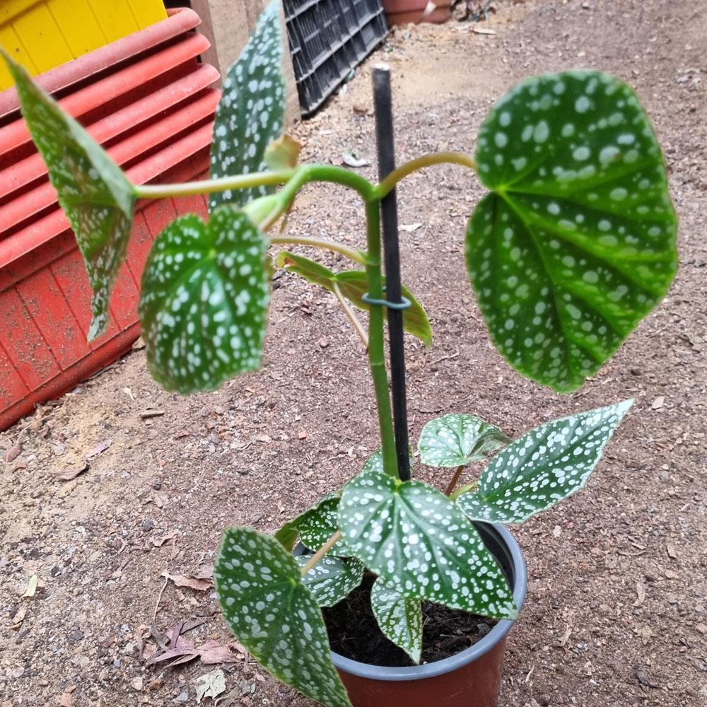 Begonia Snow Capped