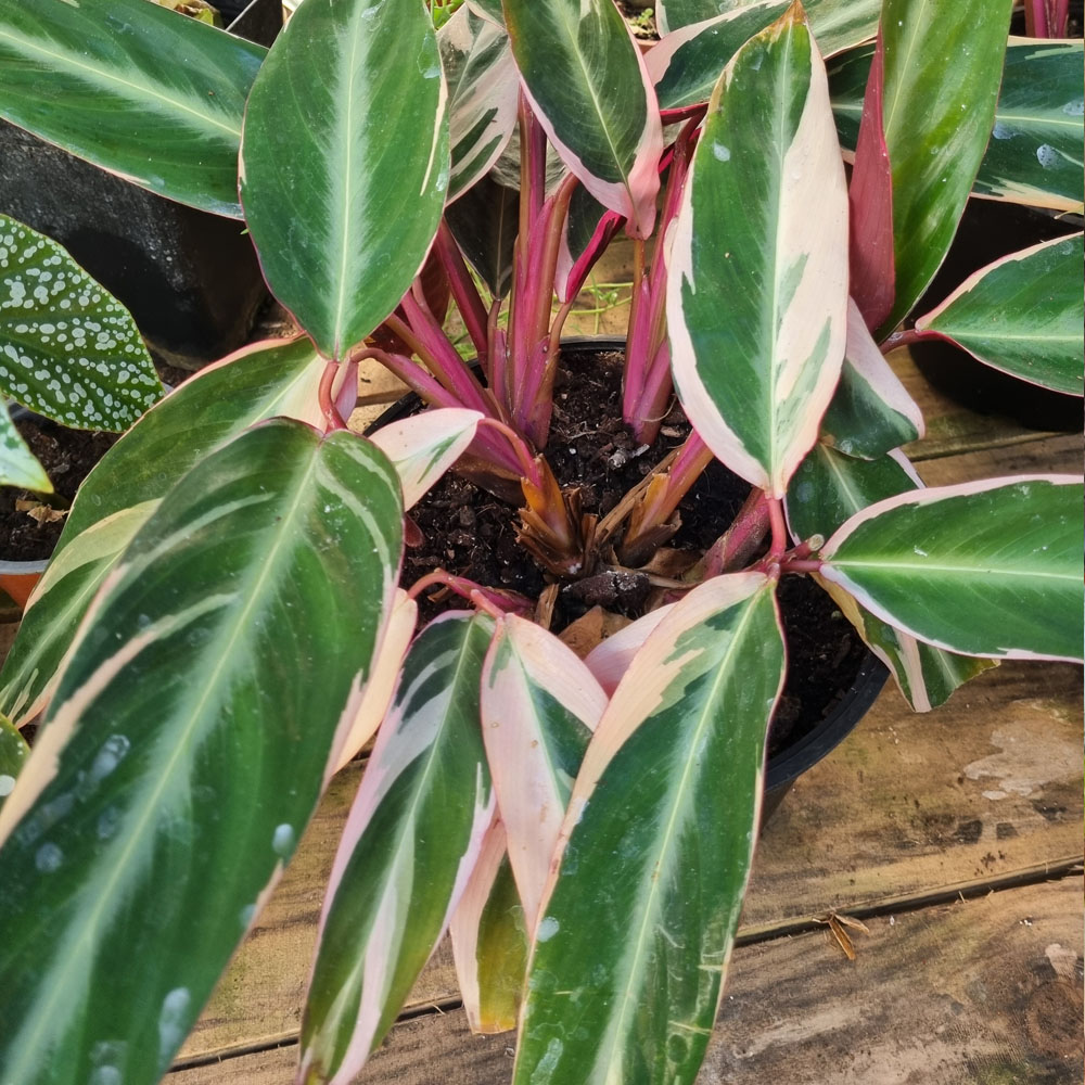 Calathea Roseopicta
