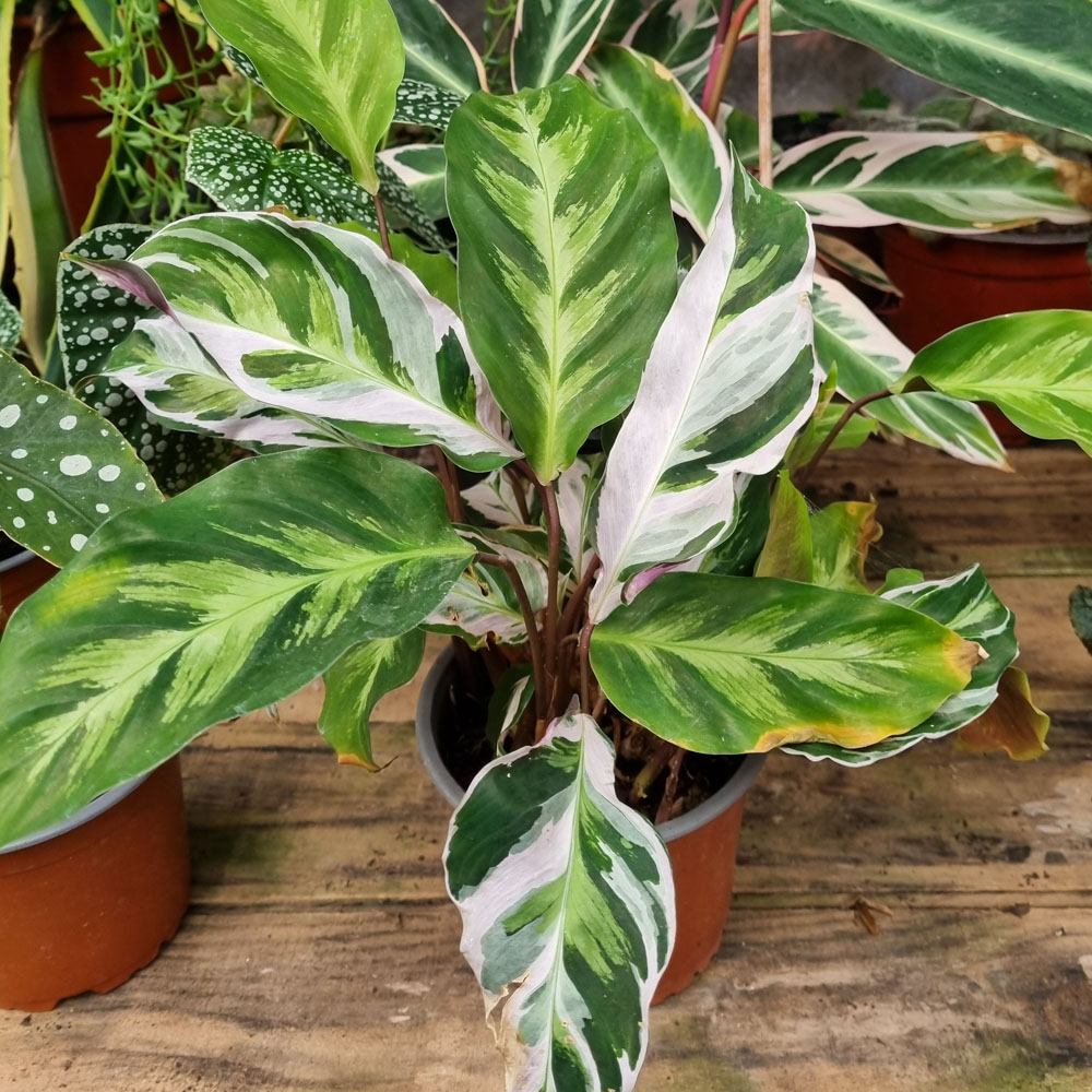 Calathea White Fusion
