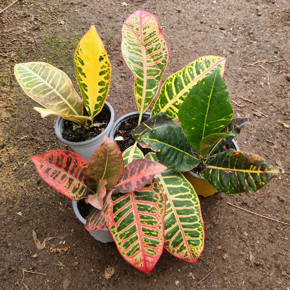 Crotón Pictum
