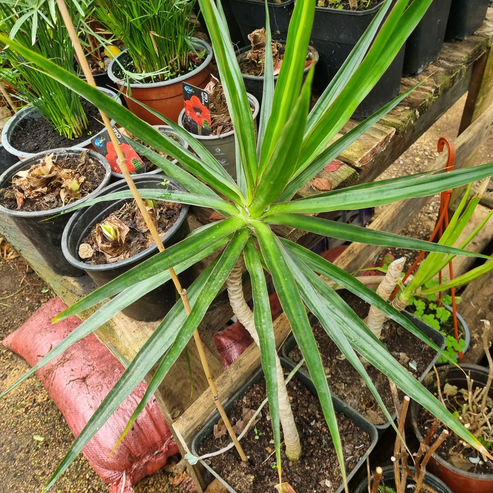 Dracena Marginata