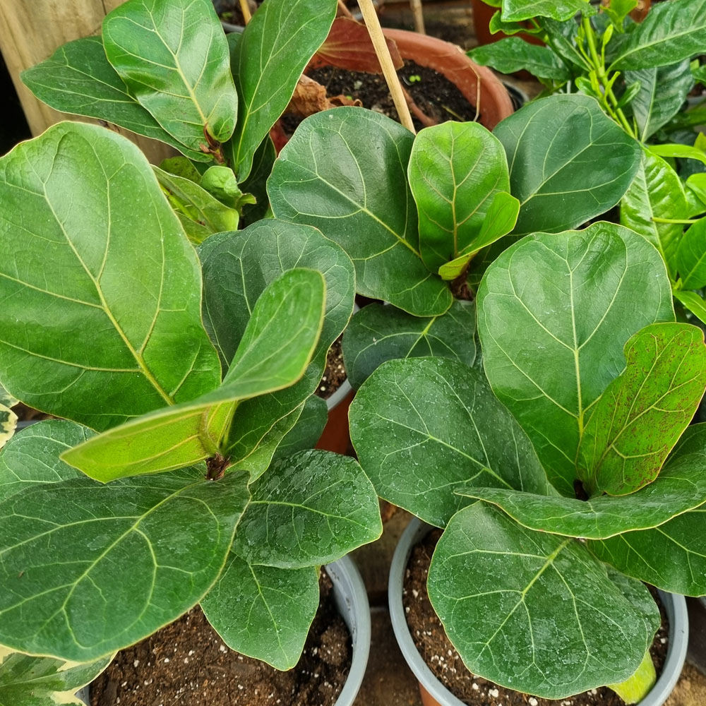 Ficus Lyrata - Gomero Pera