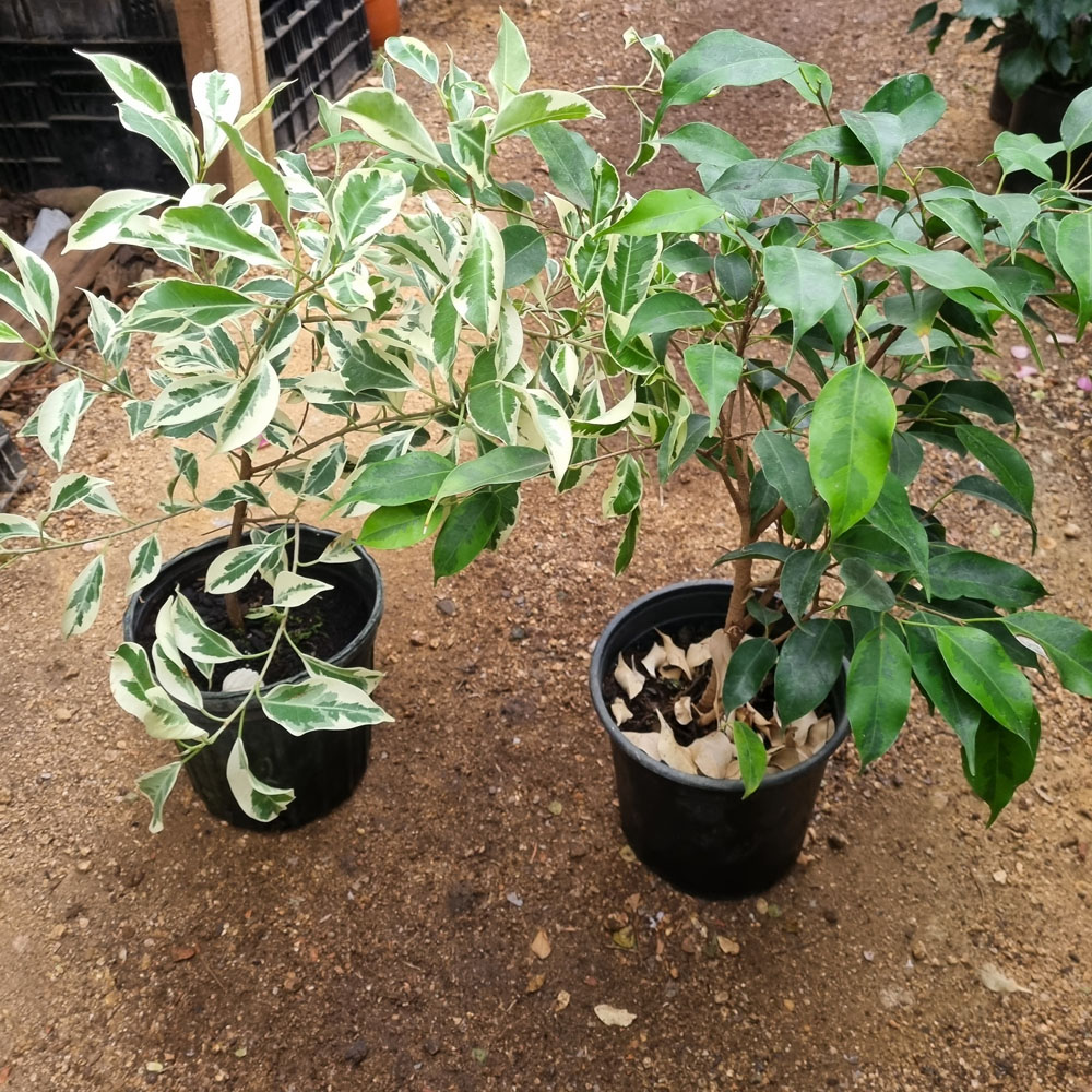 Ficus - Variedades