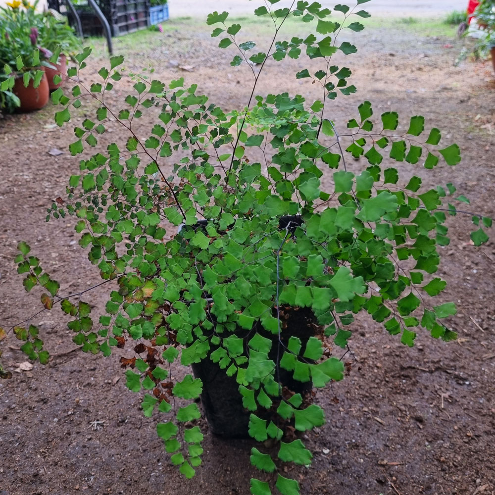 Helecho Adiantum - Palo Negro