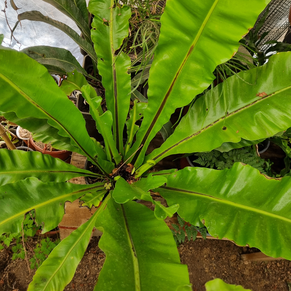 Helecho Asplenium