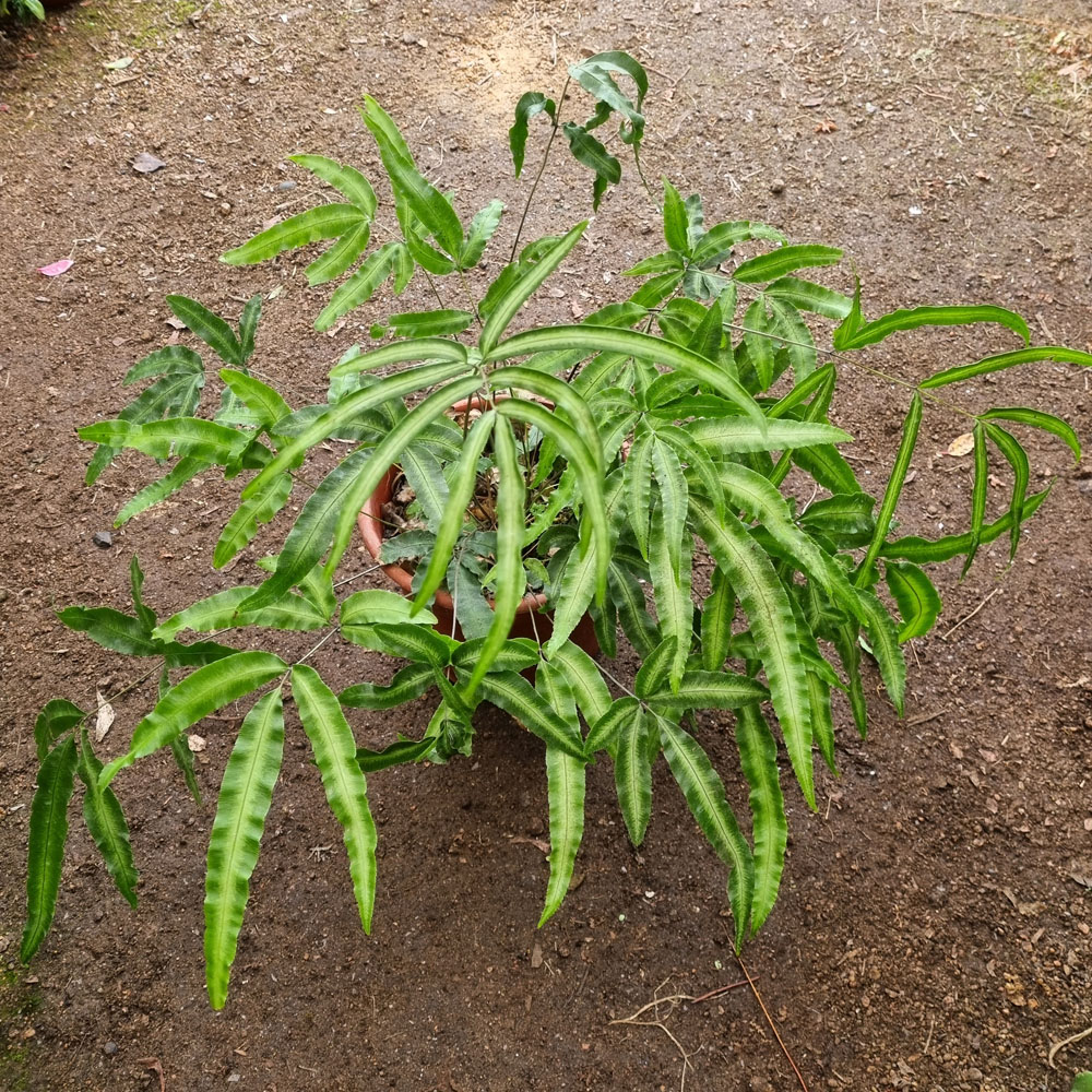 Helecho Pteris Cretica