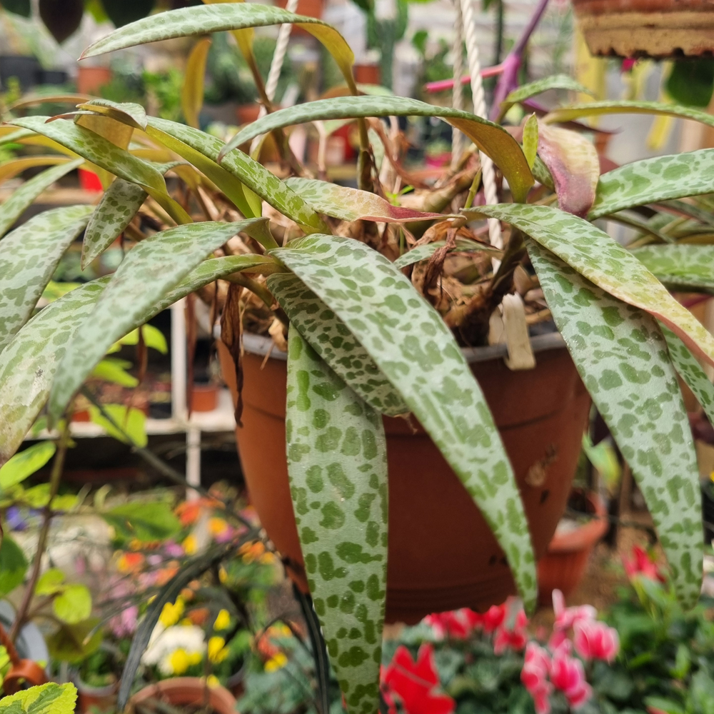 Ledebouria Socialis