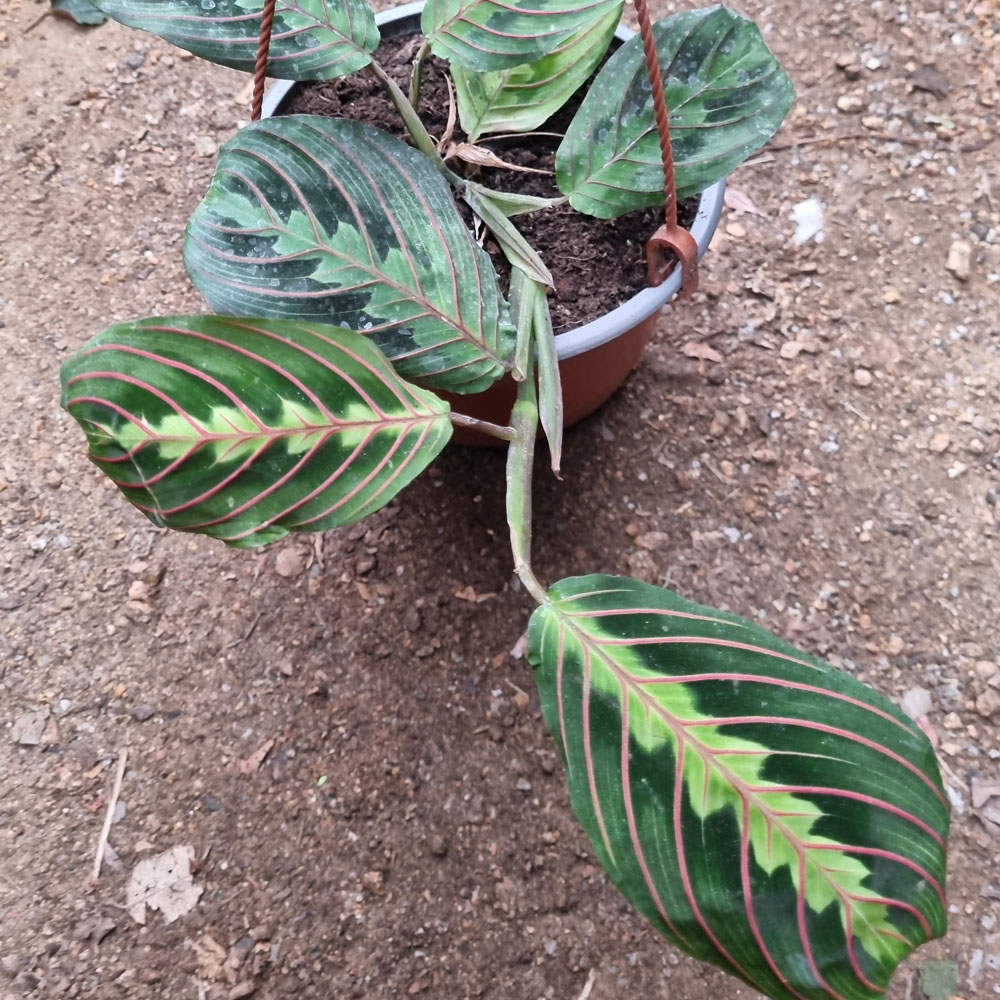 Maranta Leuconeura
