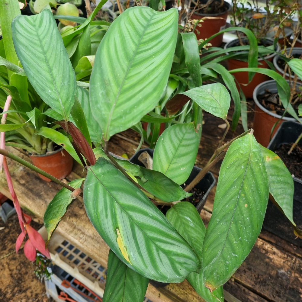 Maranta Setosa