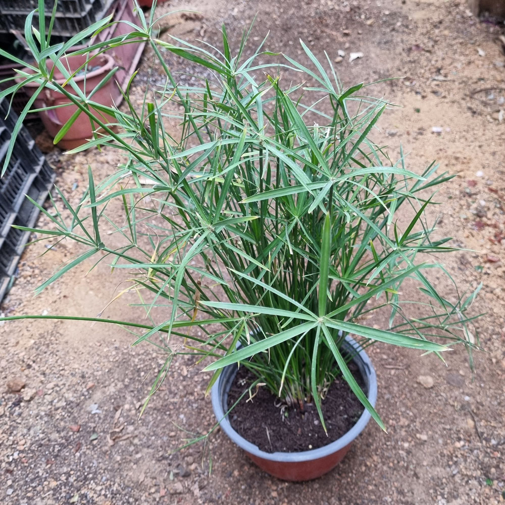 Papiro Paragua Enano