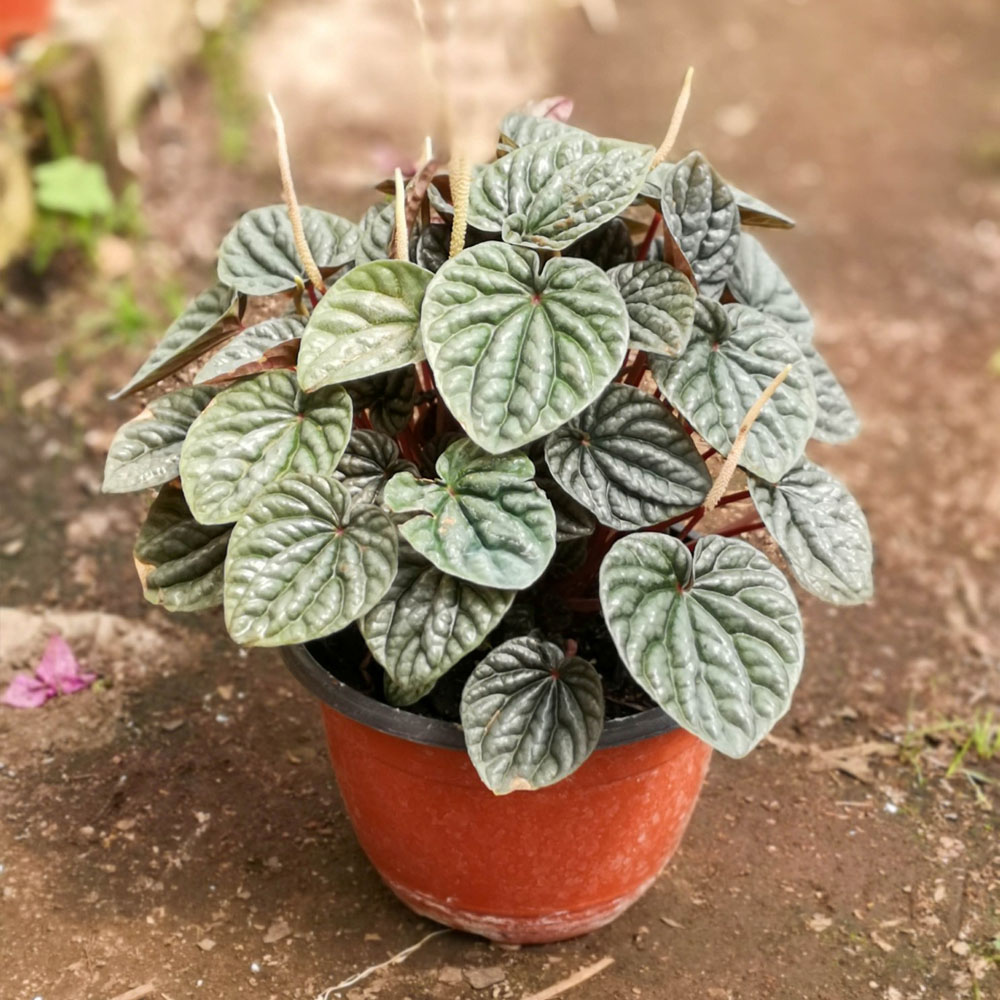 Peperomia Caperata