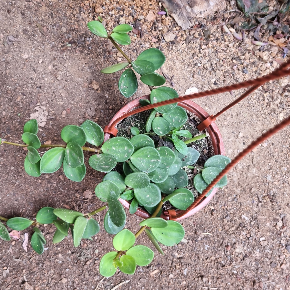 Peperomia Hope