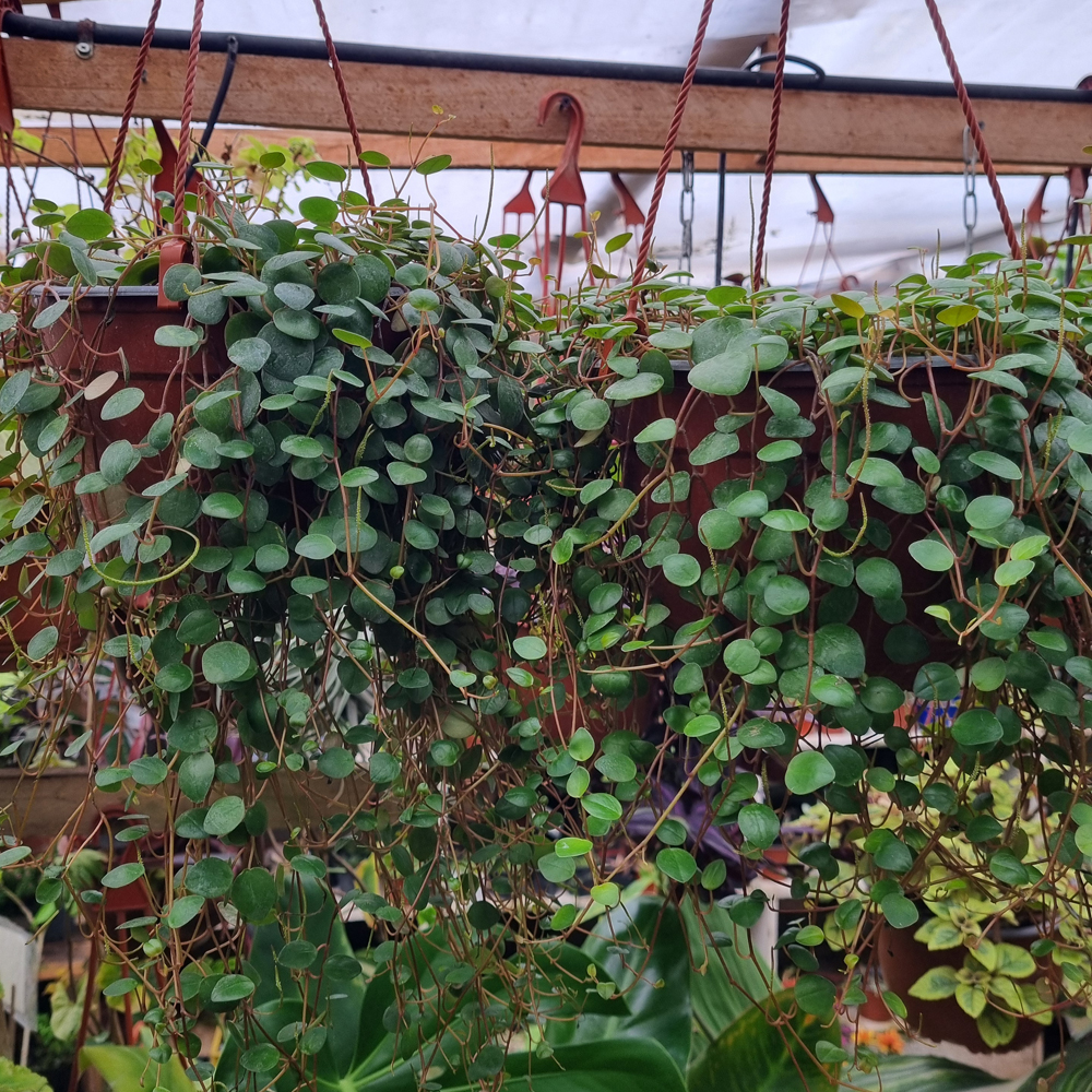 Peperomia Pepperspot Colgante