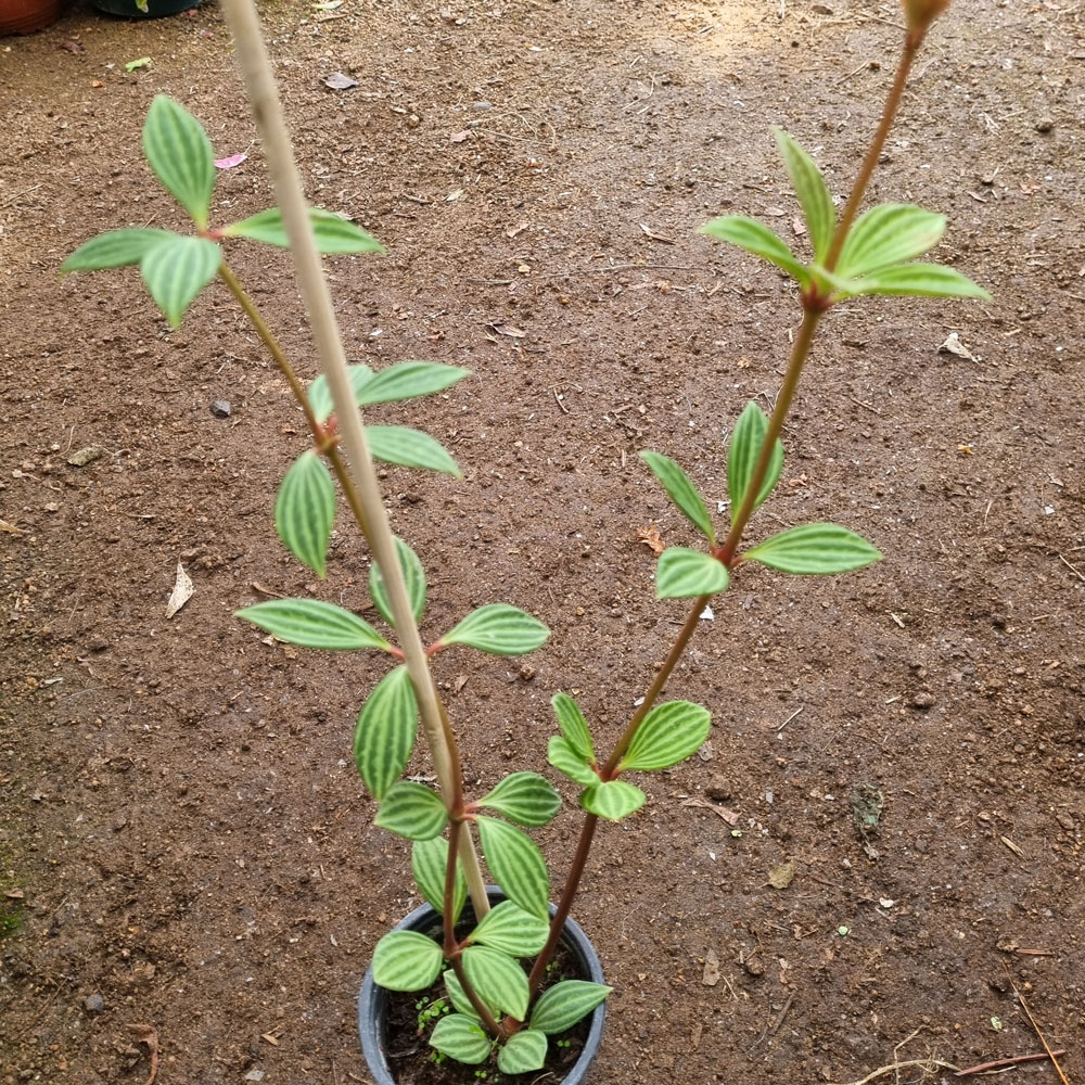 Peperomia Puteolata