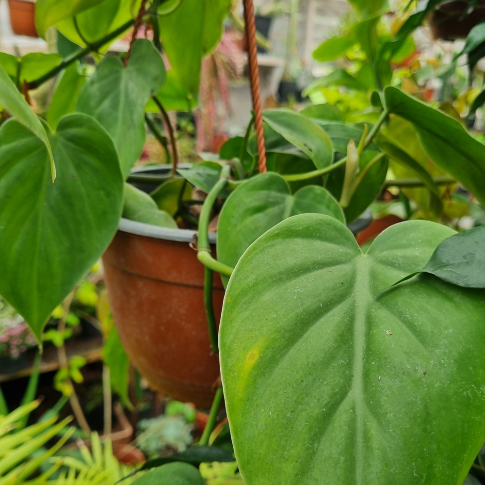 Philodendron Cordatum