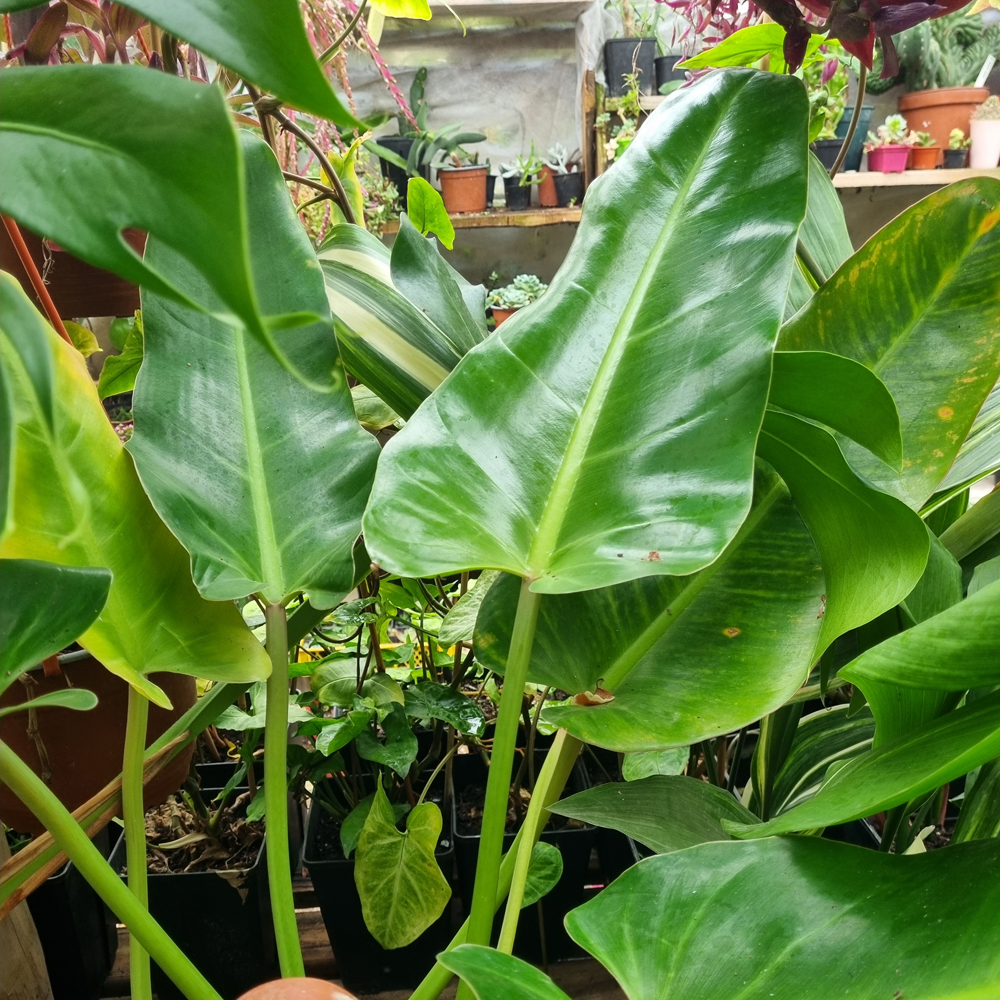 Philodendron Longifolio