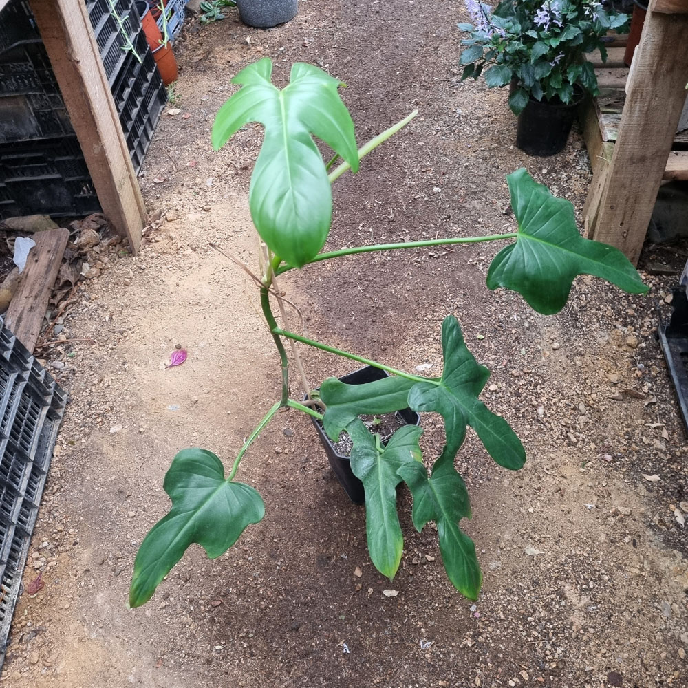Philodendron Panduriforme