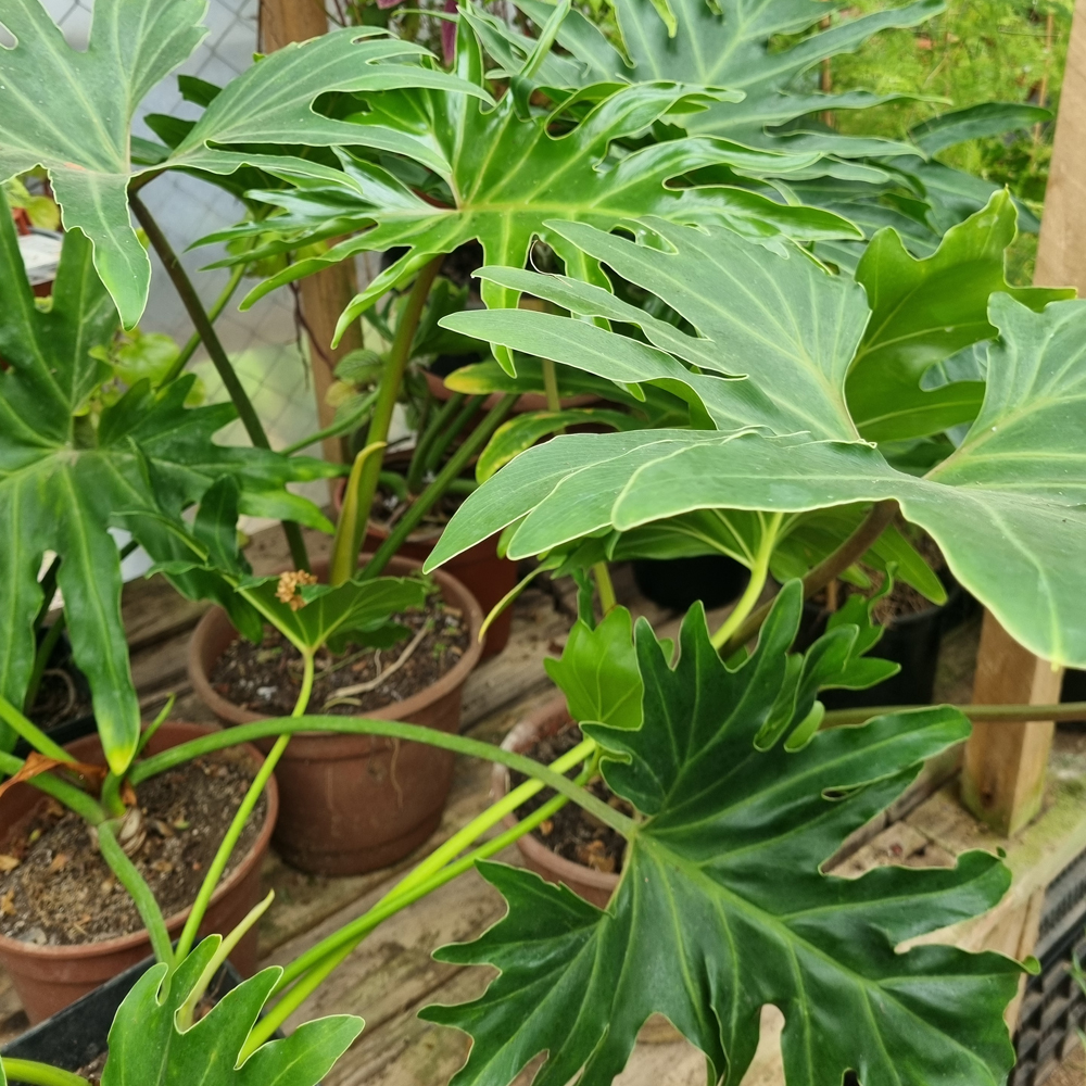 Philodendron Paraguayo