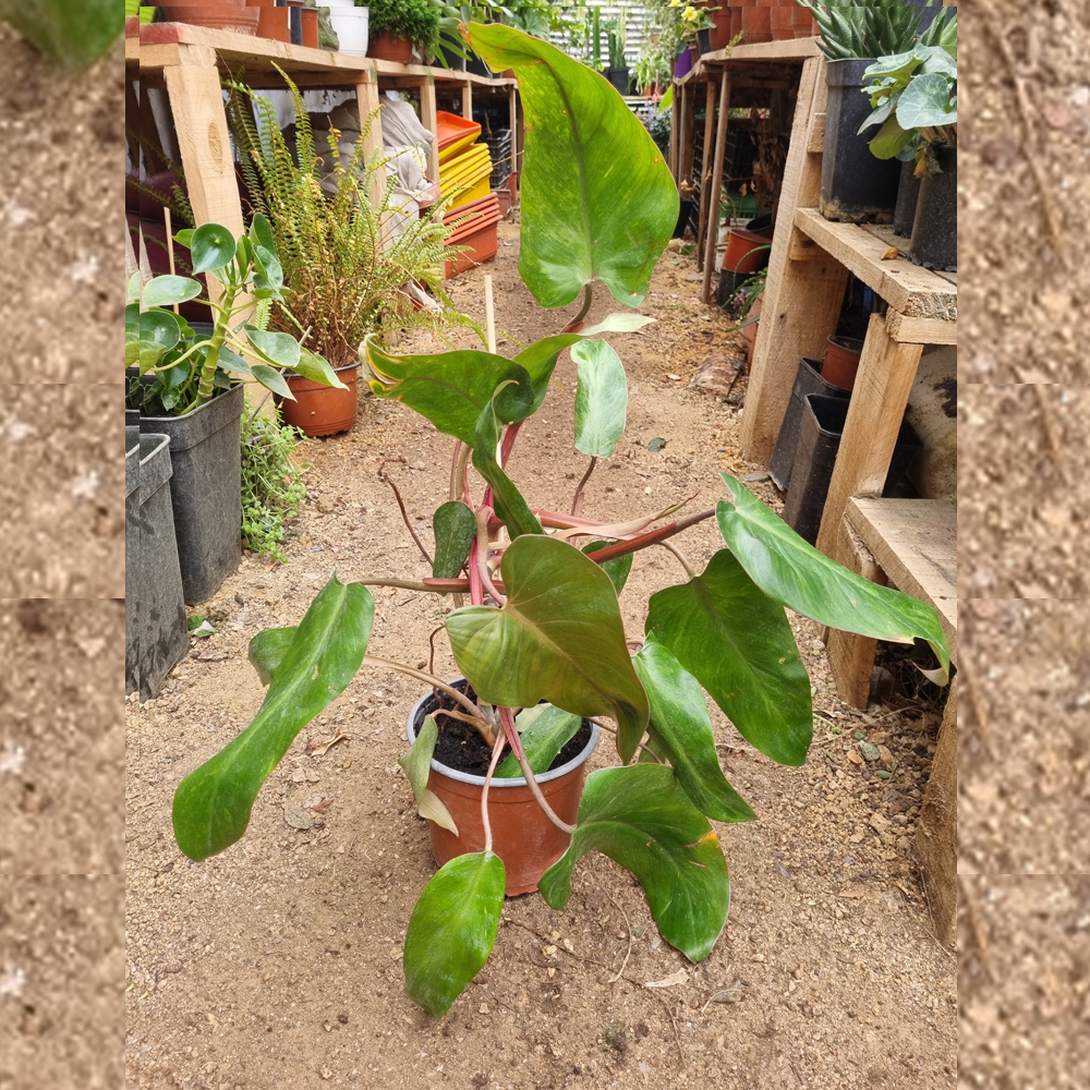 Philodendron Red Emerald