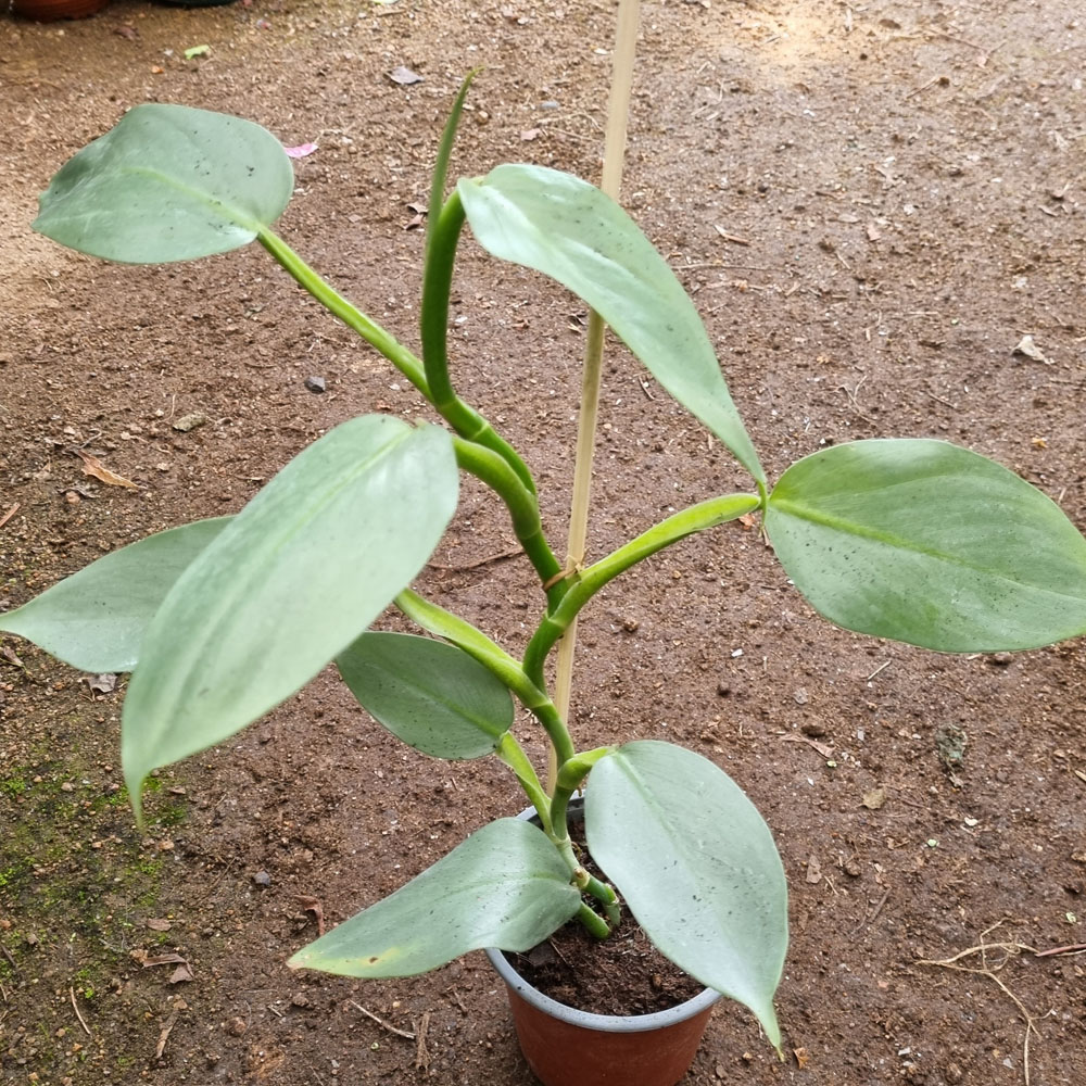 Philodendron Hastatum Silver Sword