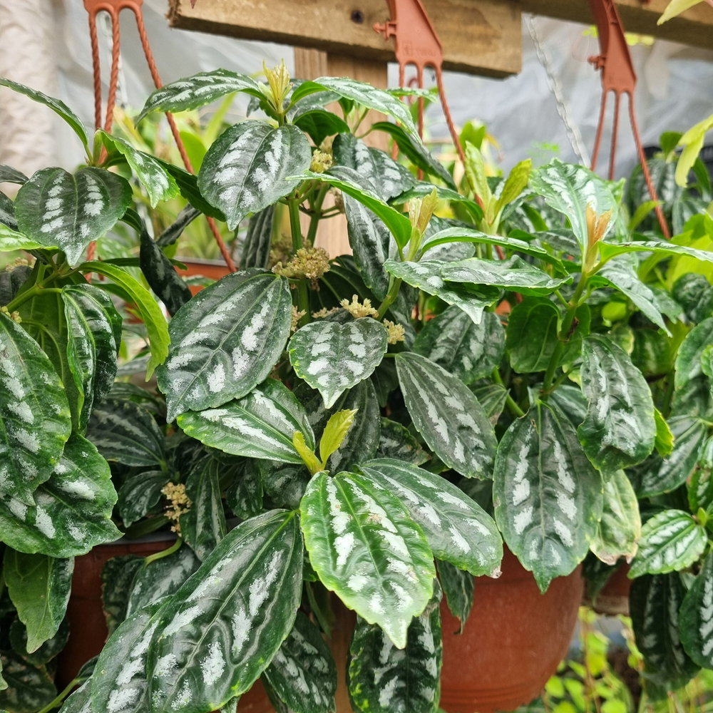Pilea Cadierei