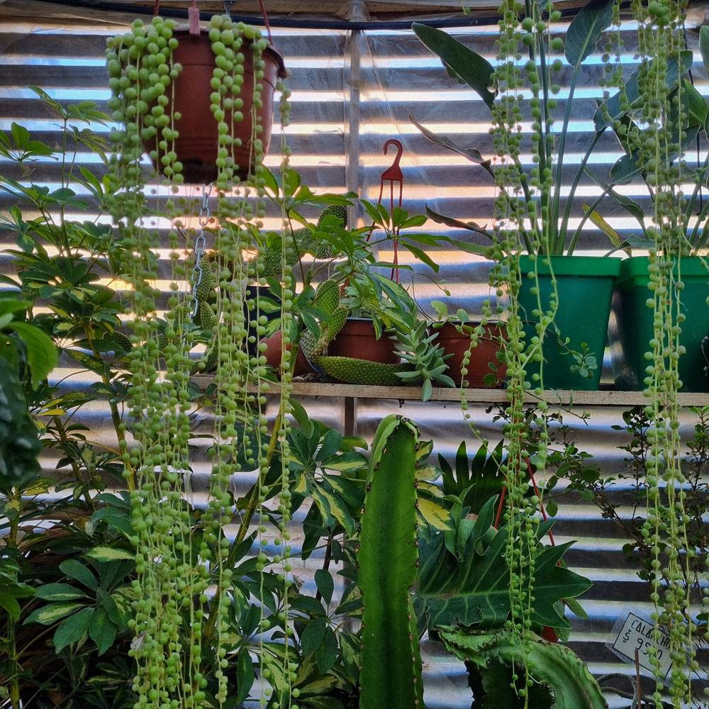 Rosario, Senecio rowleyanus