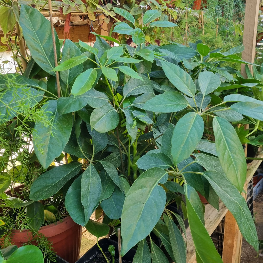 Schefflera Actinophylla