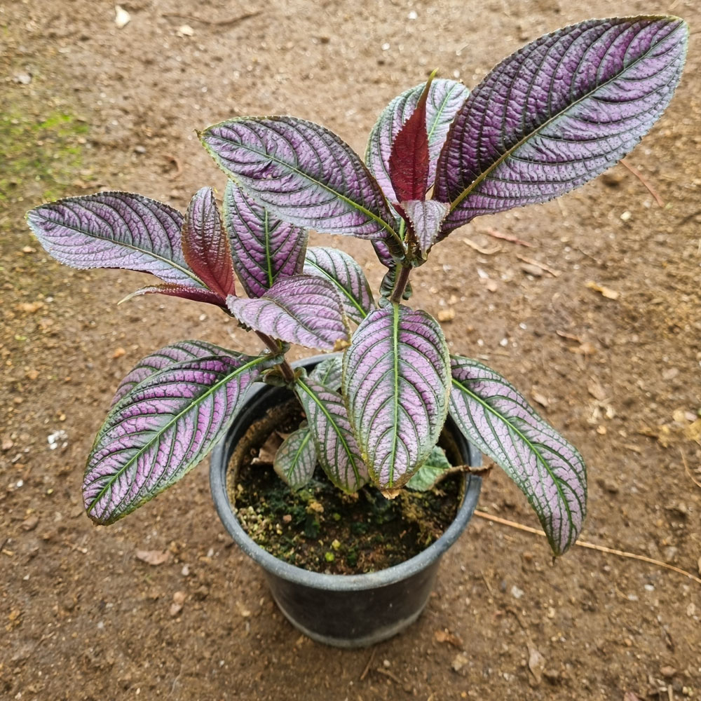 Strobilanthes