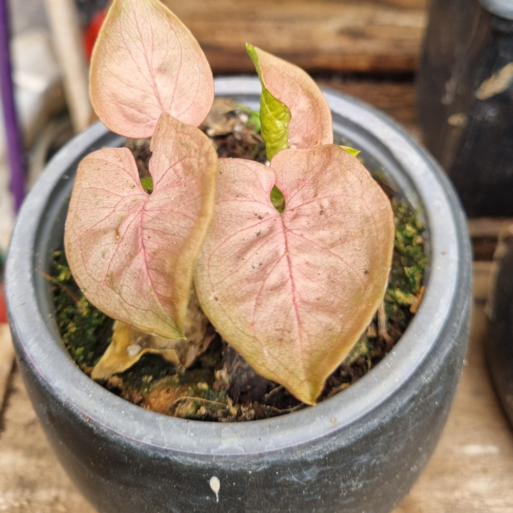 Syngonium Pink Neón