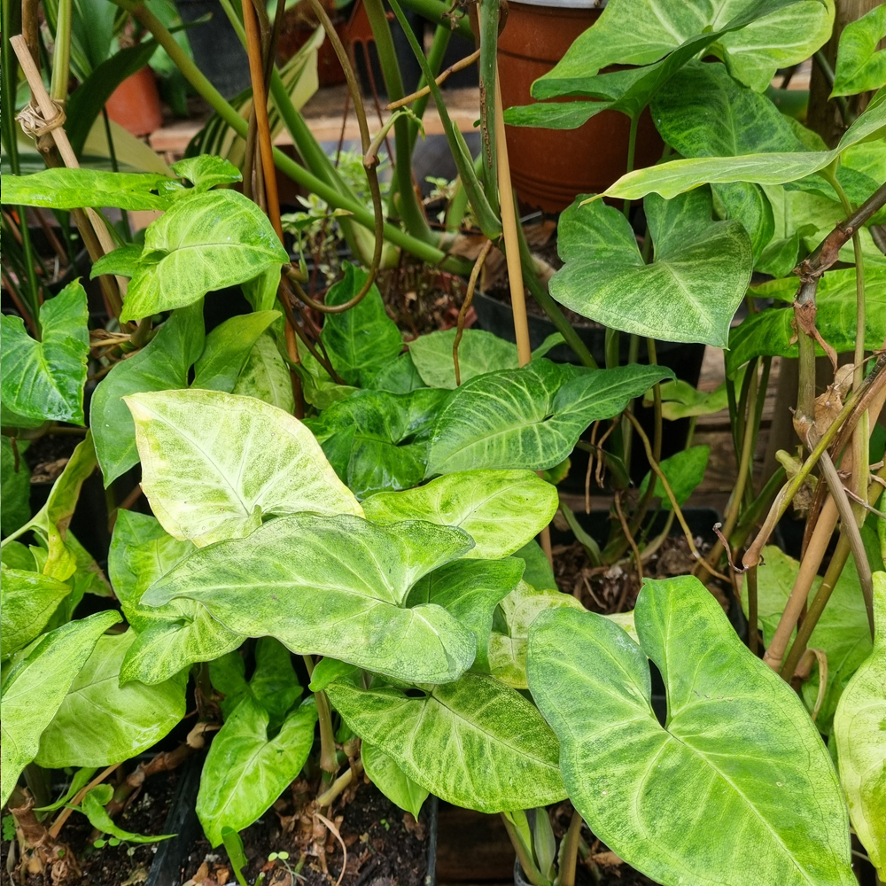 Syngonium Plateado