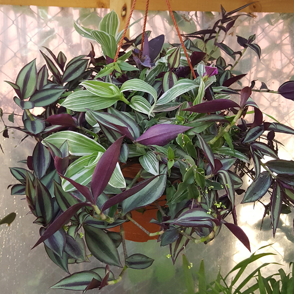Tradescantia Zebrina
