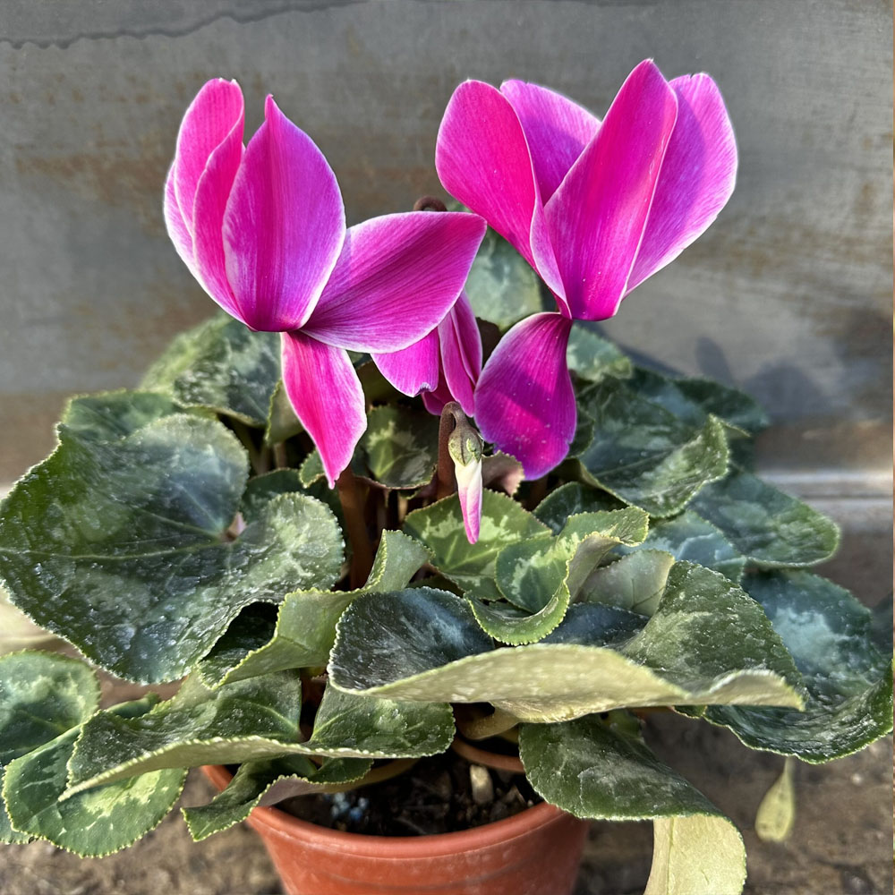Violeta de Persia - Ciclamen