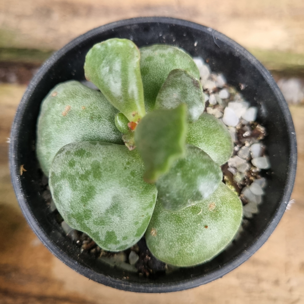 Adromischus Cooperi