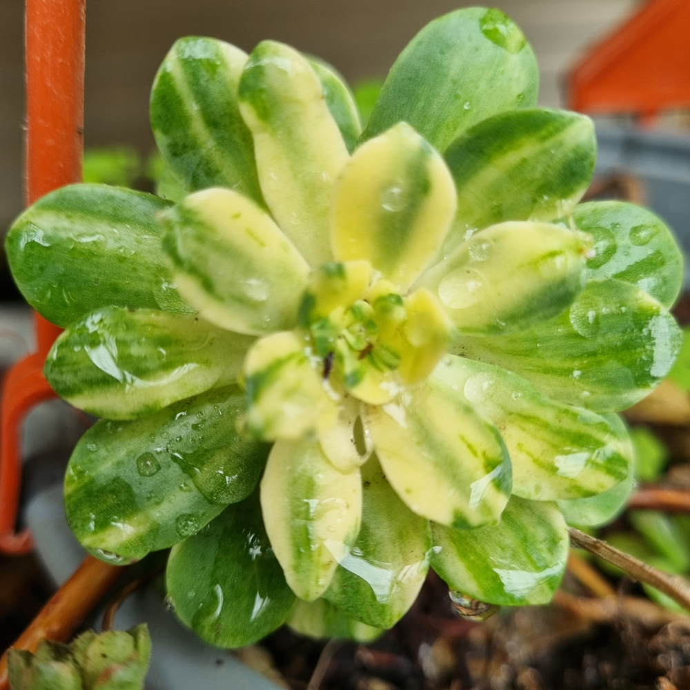 Aeonium Castello-Paivae Variegata