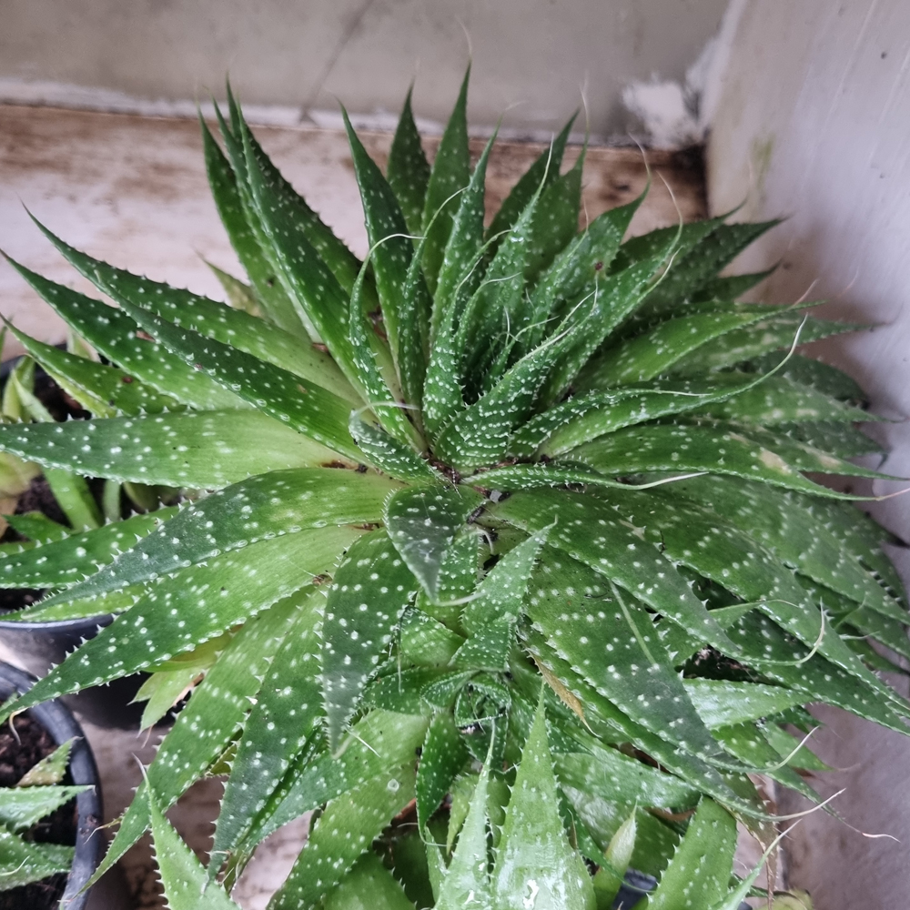 Aristaloe Aristata - Aloe Aristata