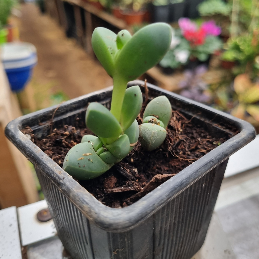 Corpuscularia Lehmannii