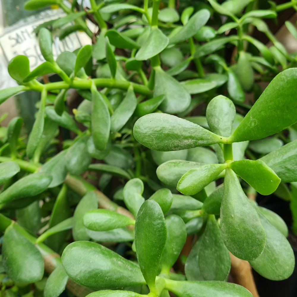 Crassula Ovata - Árbol de Jade - Árbol del Dinero