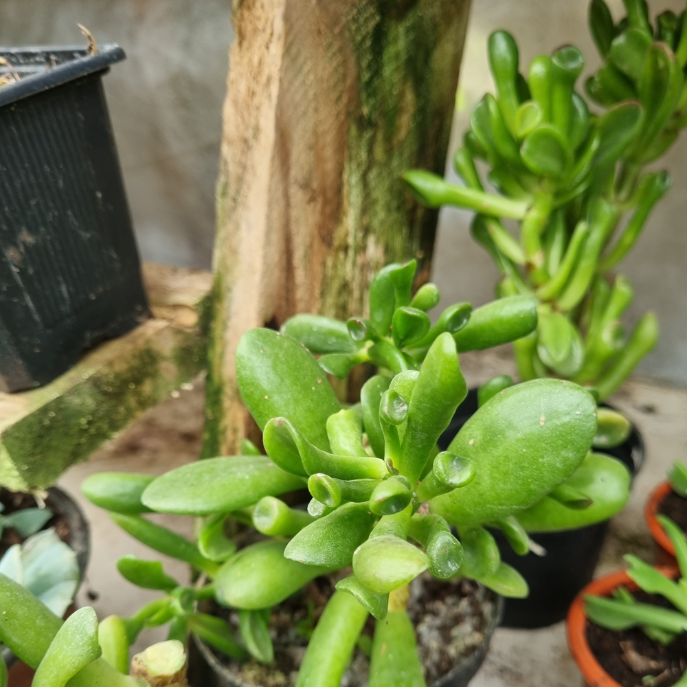 Crassula Ovata Gollum - Oreja de Shrek
